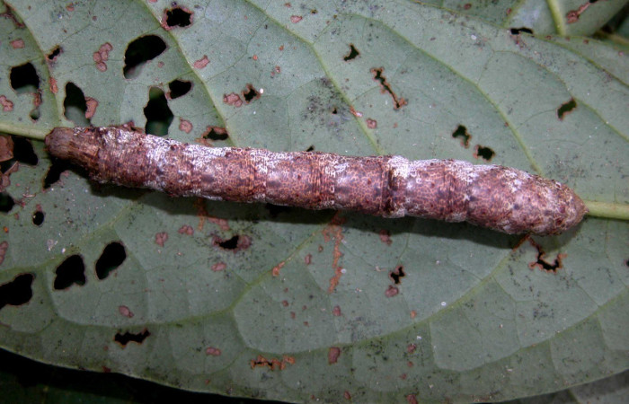  Larva en posición dorsal de <i>Oxydia apidania</i> (Geometridae), U estadio. Sector San Cristóbal, Rió Blanco Abajo	. Voucher 03-SRNP-8862-DHJ402224.jpg.