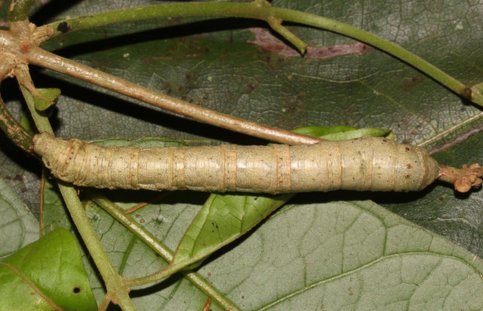 Larva en posición dorsal de <i>Oxydia apidania</i>(Geometridae), U estadio. Sector Pitilla, Ingas. Voucher 21-SRNP-30070-DHJ779102.jpg.