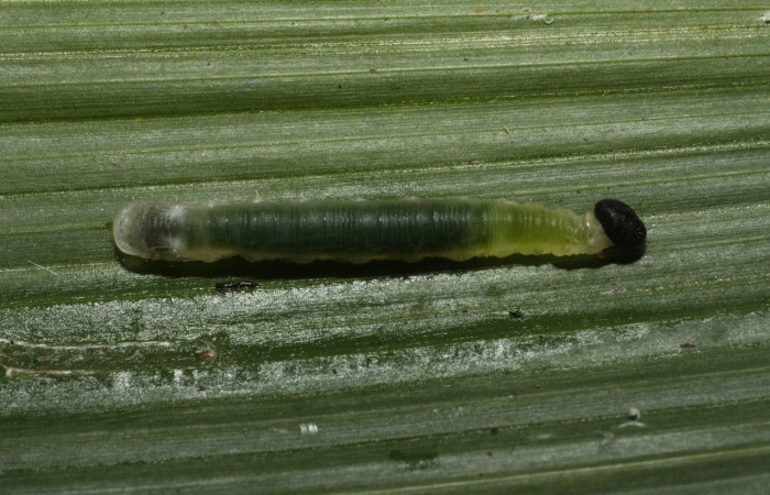 Figura 1. Larva <i>Papias integra</i> (Hesperiidae), color verde transparente, cabeza color negro, posición dorsal, cuarto estadio, mide 17 mm aproximadamente. Planta hospedera <i>Setaria palmifolia</i> (Poaceae). Voucher: 15-SRNP-35416-DHJ709219.jpg.