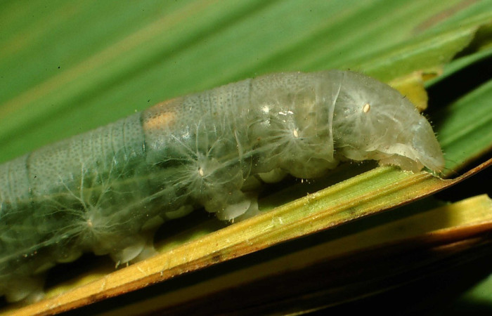Figura 11. Larva <i>Papias integra</i> (Hesperiidae), color verde transparente, cabeza color negro, posición trasera, ùltimo estadio, mide 31 mm aproximadamente. Planta hospedera <i>Setaria palmifolia</i> (Poaceae). Voucher: 01-SRNP-1606-DHJ57738.jpg.