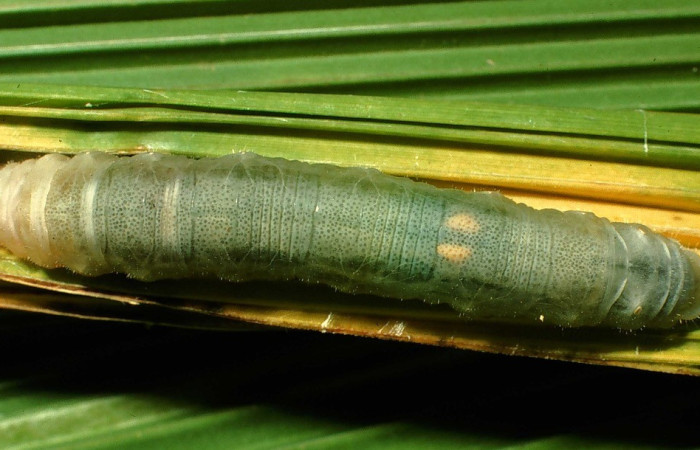 Figura 14. Larva <i>Papias integra</i> (Hesperiidae), color verde transparente, cabeza color negro, posición dorsal, ùltimo estadio, mide 31 mm aproximadamente. Planta hospedera <i>Setaria palmifolia</i> (Poaceae). Voucher: 01-SRNP-1606-DHJ57732.jpg.