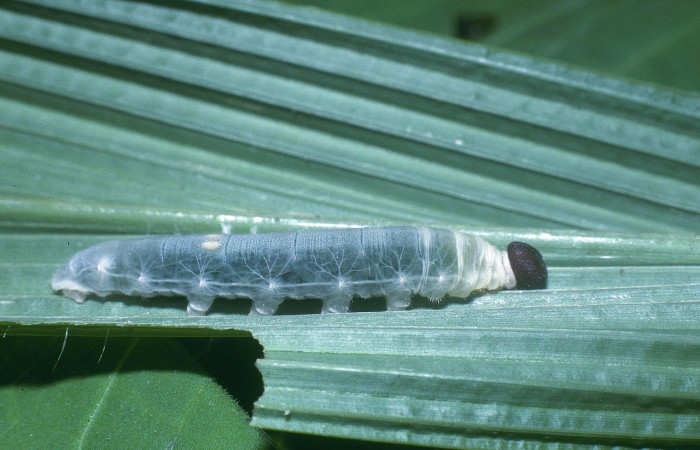 Figura 15. Larva <i>Papias integra</i> (Hesperiidae), color verde transparente, cabeza color negro, posición dorsal, ùltimo estadio, mide 31 mm aproximadamente. Planta hospedera <i>Setaria palmifolia</i> (Poaceae). Voucher: 01-SRNP-1606-DHJ57734.jpg.