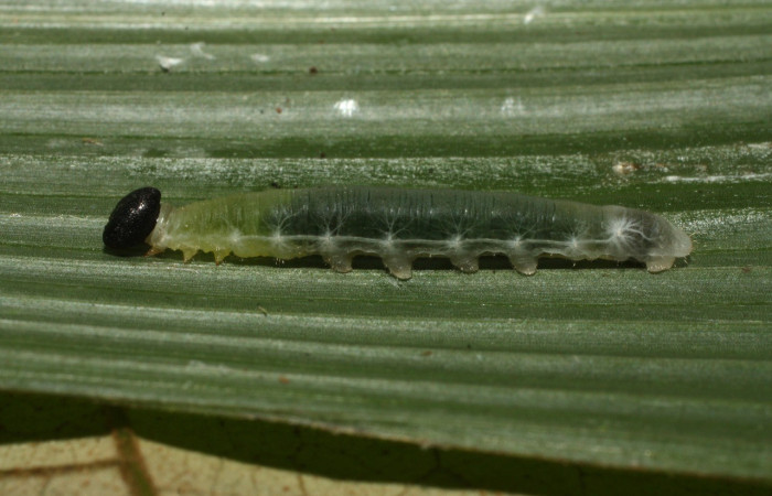 Figura 2. Larva <i>Papias integra</i> (Hesperiidae), color verde transparente, cabeza color negro, posición lateral, cuarto estadio, mide 17 mm aproximadamente. Planta hospedera <i>Setaria palmifolia</i> (Poaceae). Voucher: 15-SRNP-35416-DHJ709220.jpg.