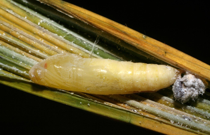 Figura 20. Pupa <i>Papias integra</i> (Hesperiidae), color crema transparente, posición lateral dorsal, ùltimo estadio, mide 22 mm aproximadamente. Voucher: 06-SRNP-40895-DHJ414095.jpg.