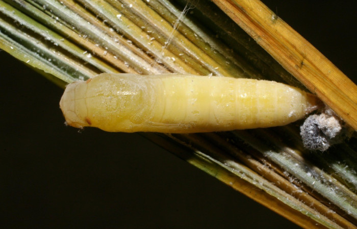 Figura 21. Pupa <i>Papias integra</i> (Hesperiidae), color crema transparente, posición dorsal, ùltimo estadio, mide 22 mm aproximadamente. Voucher: 06-SRNP-40895-DHJ414096.jpg.