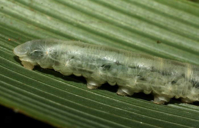 Figura 23. Larvas de parásitos en su interior en <i>Papias integra</i> (Hesperiidae), color verde transparente, posición lateral, ùltimo estadio, mide 36 mm aproximadamente. Voucher: 15-SRNP-35416-DHJ709323.jpg.