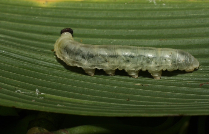 Figura 25. Larvas de parásitos en su interior en <i>Papias integra</i> (Hesperiidae), color verde transparente, posición lateral, ùltimo estadio, mide 36 mm aproximadamente. Voucher: 15-SRNP-35416-DHJ709320.jpg.
