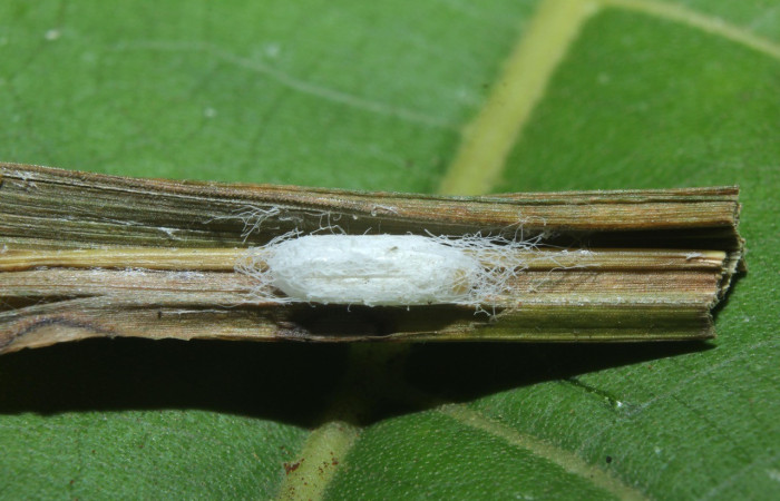 Figura 26. Capullo de parásito, (Braconidae), color blanco, posición dorsal, Voucher: 16-SRNP-70422-DHJ732642.jpg.
