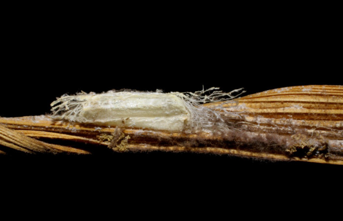 Figura 27. Capullo de parásito, <i>Alphomelon</i> Deans29 (Braconidae), color blanco, posición lateral, Voucher: 07-SRNP-30936-DHJ448427.jpg.