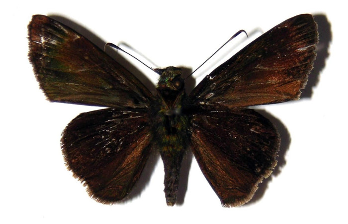 Figura 30. Adulto <i>Papias integra</i> (Hesperiidae), color café, posición ventral, ùltimo estadio, mide 33 mm aproximadamente. Voucher: 04-SRNP-33194-DHJ99425.