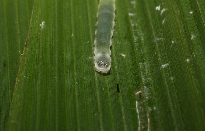 Figura 4. Larva <i>Papias integra</i> (Hesperiidae), color verde transparente, cabeza color negro, posición trasera, cuarto estadio, mide 17 mm aproximadamente. Planta hospedera <i>Setaria palmifolia</i> (Poaceae). Voucher: 15-SRNP-35416-DHJ709222.jpg.