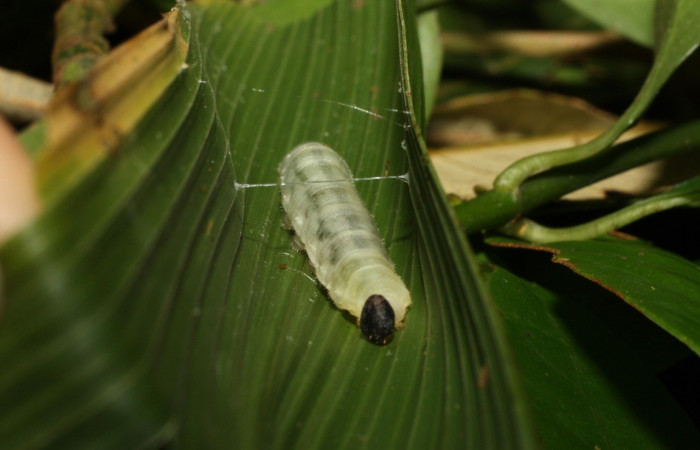 Figura 5. Larva <i>Papias integra</i> (Hesperiidae), color verde transparente, cabeza color negro, posición trasera, cuarto estadio, mide 36 mm aproximadamente. Planta hospedera <i>Setaria palmifolia</i> (Poaceae). Voucher: 15-SRNP-35416-DHJ709318.jpg.