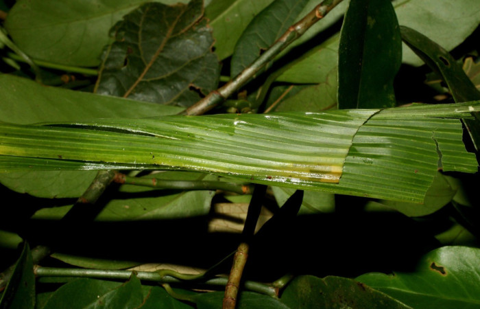 Figura 6. Casita que fabrica larva para formar su pupa, <i>Papias integra</i> (Hesperiidae), color verde transparente, cabeza color negro, posición trasera, cuarto estadio, mide 17 mm aproximadamente. Planta hospedera <i>Setaria palmifolia</i> (Poaceae). Voucher: 15-SRNP-35417-DHJ709332.jpg.
