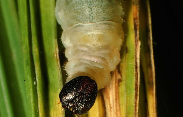 Figura 7. Larva <i>Papias integra</i> (Hesperiidae), color verde transparente, cabeza color negro, posición frontal, ùltimo estadio, mide 31 mm aproximadamente. Planta hospedera <i>Setaria palmifolia</i> (Poaceae). Voucher: 01-SRNP-1606-DHJ57730.jpg.