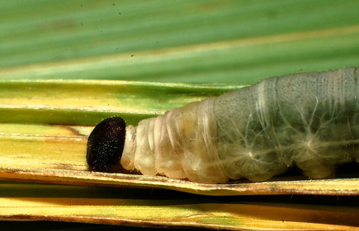 Figura 8. Larva <i>Papias integra</i> (Hesperiidae), color verde transparente, cabeza color negro, posición frontal lateral, ùltimo estadio, mide 31 mm aproximadamente. Planta hospedera <i>Setaria palmifolia</i> (Poaceae). Voucher: 01-SRNP-1606-DHJ57740.jpg.