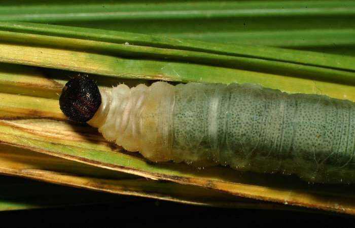 Figura 9. Larva <i>Papias integra</i> (Hesperiidae), color verde transparente, cabeza color negro, posición frontal dorsal, ùltimo estadio, mide 31 mm aproximadamente. Planta hospedera <i>Setaria palmifolia</i> (Poaceae). Voucher: 01-SRNP-1606-DHJ57736.jpg.