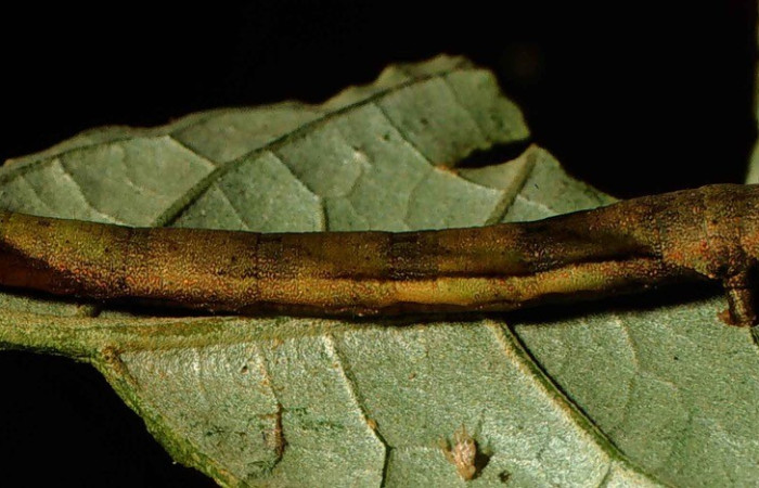 Fig. 2. Vista lateral de la larva de <i>Pero mnasilaria</i> (Geometridae). Voucher: 00-SRNP-10006-DHJ53841.jpg