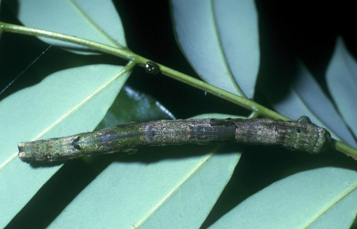 Fig. 11. Vista dorsal de <i>Pero exquisita</i> (Geometridae), en planta hospedra <i>Simarouba amara</i> (Simaroubaceae). Voucher: 04-SRNP-33729-DHJ84881.jpg