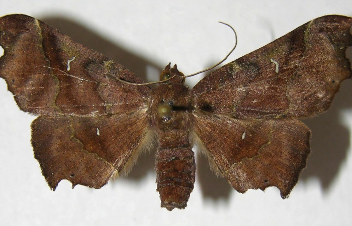 Fig. 22. Vista dorsal de adulto <i>Pero simila</i> (Geometridae). Voucher: 06-SRNP-4324-DHJ356476