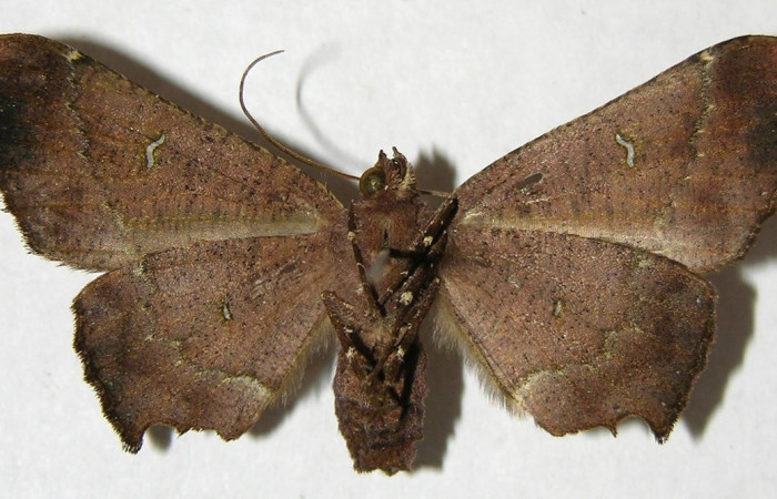 Fig. 23. Vista ventral de adulto <i>Pero simila</i> (Geometridae). Voucher: 06-SRNP-4324-DHJ356477