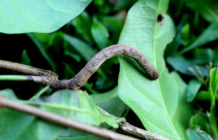Fig. 13. Vista de la larva de <i>Pero simila</i> (Geometridae), en planta hospedera <i>Combretum laxum</i> (Combretaceae). Voucher: 06-SRNP-4324-DHJ415644.jpg