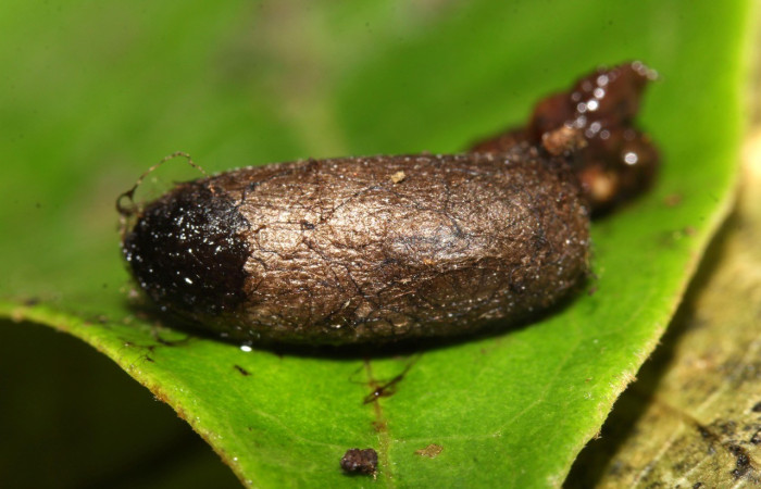 Fig. 15. Vista del capullo de Ichneumonidae <i>Dusona</i> Janzen3225, parásito en <i>Pero exquisita</i>. Voucher: 17-SRNP-32018-DHJ740068.jpg