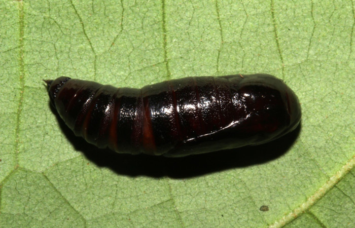 Fig. 14. Vista de la pupa de <i>Pero exquisita</i> (Geometridae). Voucher: 18-SRNP-31803-DHJ747714.jpg