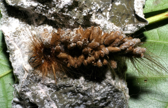 Figura 5. <i>Olceclostera amoria</i> (Apatelodidae), larva parasitada por avispas de la familia (Braconidae) <i>Glyptapanteles hugokonsi</i>, sin eclosionar. Voucher 04-SRNP-2868-DHJ401424.jpg.