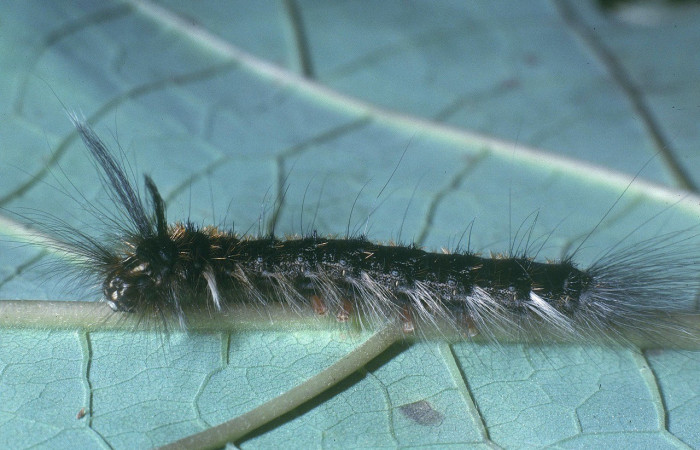 Figura 2. <i>Olceclostera amoria</i> (Apatelodidae), penultimo estadio, posición lateral, Sector San Cristóbal. Voucher 04-SRNP-2869-DHJ84403.jpg.