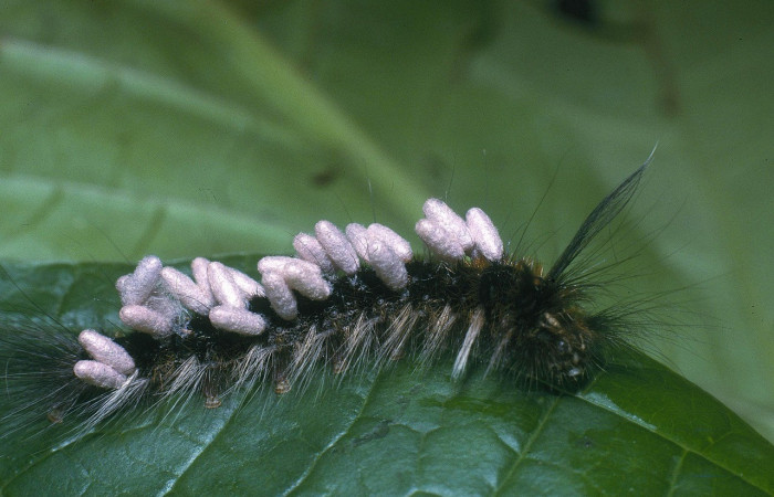 Figura 4. <i>Olceclostera amoria</i> (Apatelodidae), larva parasitada por avispas de la familia (Braconidae) <i>Glyptapanteles hugokonsi</i>, sin eclosionar. Voucher 04-SRNP-2869-DHJ84407.jpg.