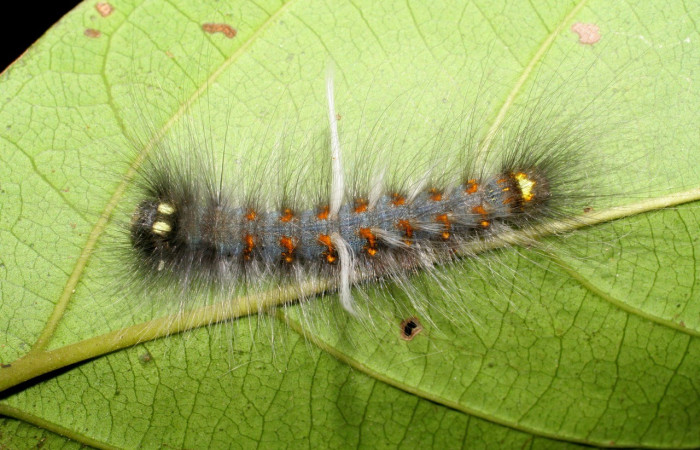 Figura 6. <i>Olceclostera irrorata</i> (Apatelodidae), larva en penúltimo estadio, vista dorsal. Voucher 07-SRNP-3291-DHJ426075.jpg.