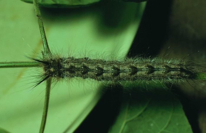 Figura 7. <i>Olceclostera azteca</i> (Apatelodidae), larva en último estadio, vista dorsal. Voucher 80-SRNP-170-DHJ1160.jpg.
