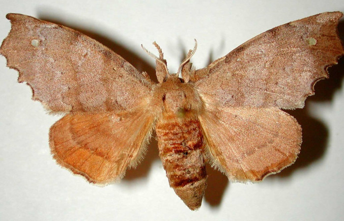 Figura 1. Adulto hembra de <i>Olceclostera amoria </i>(Apatelodidae), vista dosal. Voucher 81-SRNP-971-DHJ33280