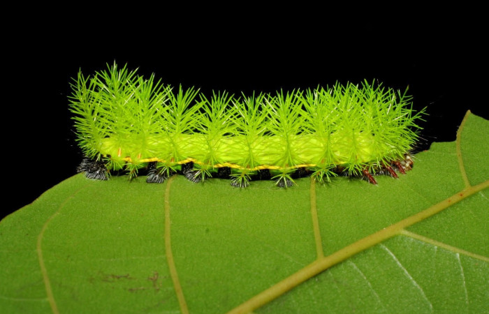 Fig.11 Larva <i>Automeris belti</i>, (Saturniidae), se alimenta  <i>Hieronyma alchorneoides</i>, (Phyllanthaceae), mostrando la parte dorsal entero. Voucher: 05-SRNP-70094-DHJ420613.jpg.