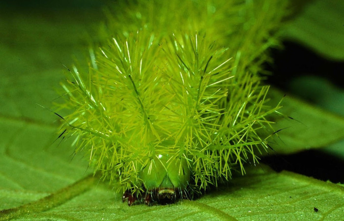 Fig.12 Larva <i>Automeris belti</i>, (Saturniidae), se alimenta  <i>Inga oerstediana</i>, (Fabaceae), mostrando la parte cabeza. Voucher: 01-SRNP-2375-DHJ60252.jpg.