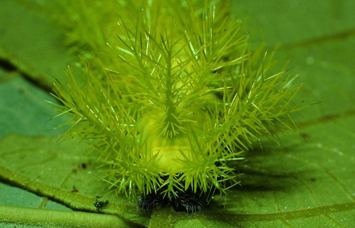 Fig.13 Larva <i>Automeris belti</i>, (Saturniidae), se alimenta  <i>Inga oerstediana</i>, (Fabaceae), mostrando la parte trasera. Voucher: 01-SRNP-2375-DHJ60250.jpg.