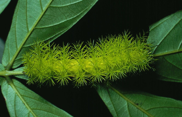 Fig.17 Larva <i>Automeris belti</i>, (Saturniidae), mostrando la parte dorsal entero. Voucher: 89-SRNP-111-DHJ11099.jpg.