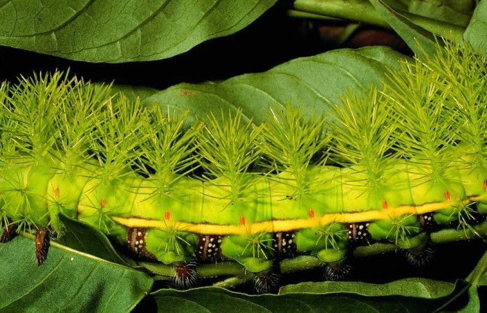 Fig.20 Larva <i>Automeris belti</i>, (Saturniidae), se alimenta  <i>Cestrum racemosum</i>, (Solanaceae), mostrando la parte lateral entero. Voucher: 98-SRNP-6932-DHJ46407.jpg.