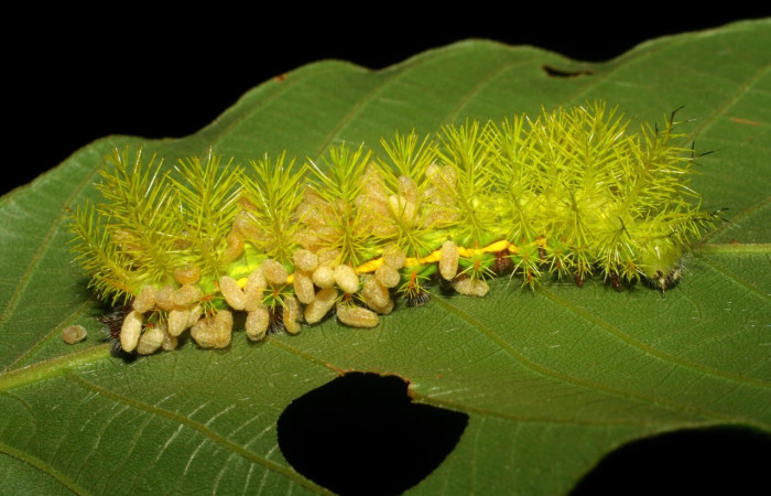 Fig.21 Capullos de parásitos Cotesia Whitfield24 de la familia Braconidae (avispas) en larva <i>Automeris belti</i>, (Saturniidae), se alimenta  <i>Inga oerstediana</i>, (Fabaceae). Voucher: 07-SRNP-3871-DHJ429685.jpg.