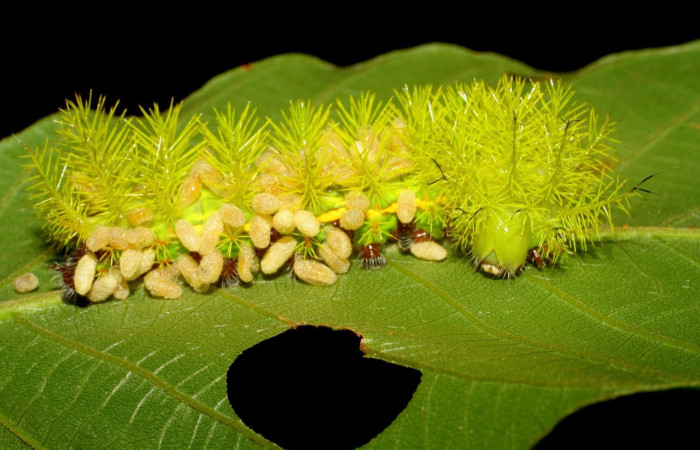 Fig.22 Capullos de parásitos Cotesia Whitfield24 de la familia Braconidae (avispas) en larva <i>Automeris belti</i>, (Saturniidae), se alimenta  <i>Inga oerstediana</i>, (Fabaceae). Voucher:  07-SRNP-3871-DHJ429686.jpg.