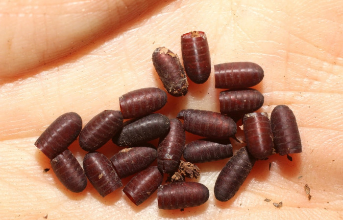 Fig.25 Puparios de parásitos Patelloa xanthuraDHJ05 de la familia Tachinidae, moscas parásitas en larva <i>Automeris belti</i>, (Saturniidae), se alimenta  <i>Protium ravenii</i>, (Burseraceae). Voucher: 10-SRNP-71251-DHJ498356.jpg.