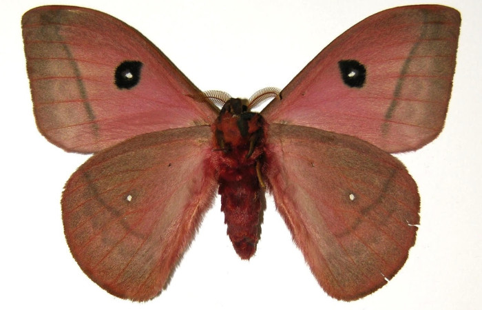 Fig.2 Adulto <i>Automeris belti</i>, Saturniidae, macho mostrando la parte ventral. Voucher: 04-SRNP-4892-DHJ303933.