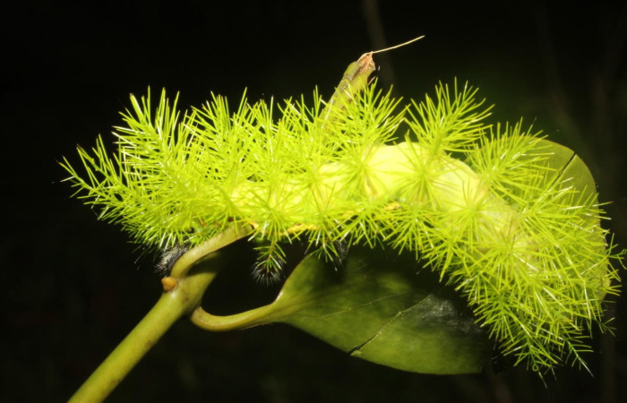 Fig.6 Larva <i>Automeris belti</i>, (Saturniidae), se alimenta  <i>Struthanthus orbicularis</i>, (Loranthaceae), mostrando la parte dorsal entero. Voucher: 17-SRNP-27163-DHJ731310.jpg.