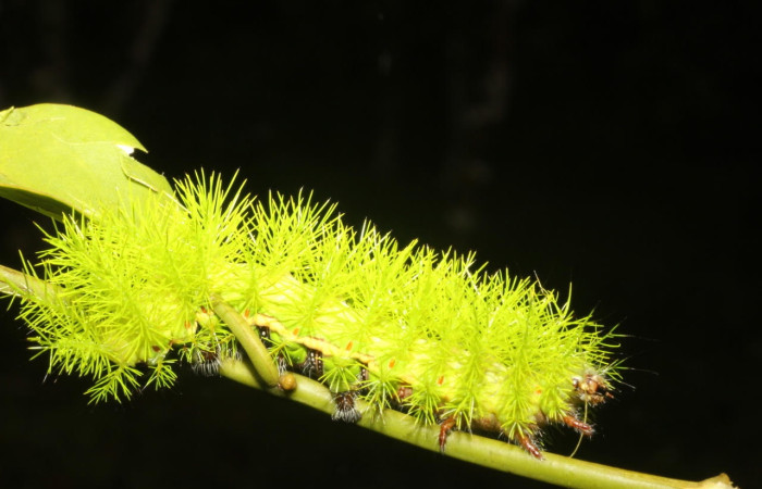 Fig.7 Larva <i>Automeris belti</i>, (Saturniidae), se alimenta  <i>Struthanthus orbicularis</i>, (Loranthaceae), mostrando la parte dorsal entero. Voucher: 17-SRNP-27163-DHJ731311.jpg.