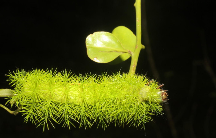 Fig.9 Larva <i>Automeris belti</i>, (Saturniidae), se alimenta  <i>Struthanthus orbicularis</i>, (Loranthaceae), mostrando la parte dorsal entero. Voucher: 17-SRNP-27163-DHJ731314.jpg.