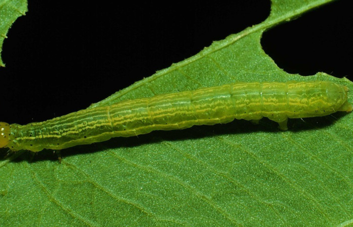 Figura 1. Dorsal entero <i>Argyrogramma verruca</i>, (Noctuidae), en la planta <i> Echinodorus subalatus</i> (Alismataceae). Sector Santa Rosa. Vado Cuajiniquil, (elevación 675 metros). Colectada 28 enero 1992. (92-SRNP-322-DHJ14885.jpg).