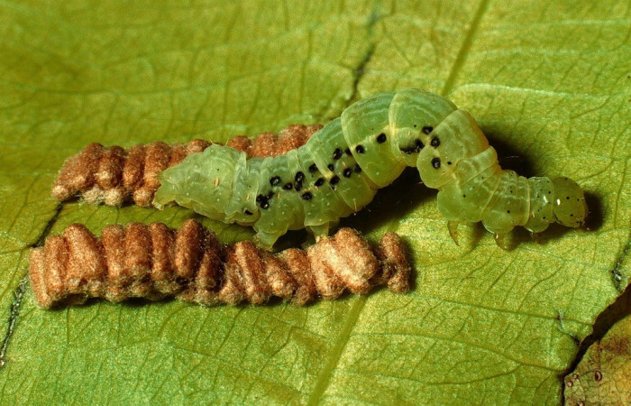 Figura 3. Capullos de parásitos, <i>Glyptapanteles ilarisaaksjarvi</i> de la familia (Braconidae), puestos en la larva <i>Argyrogramma verruca</i>. (92-SRNP-6132-DHJ16975.jpg).