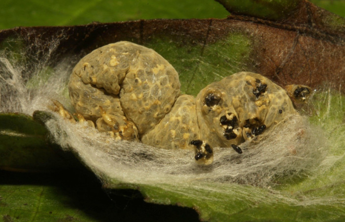 Figura 4. Capullos de parásitos, <i>Copidosoma floridanum</i> de la familia (Encyrtidae), puestos en la larva <i>Argyrogramma verruca</i>. (16-SRNP-31059-DHJ735092.jpg).