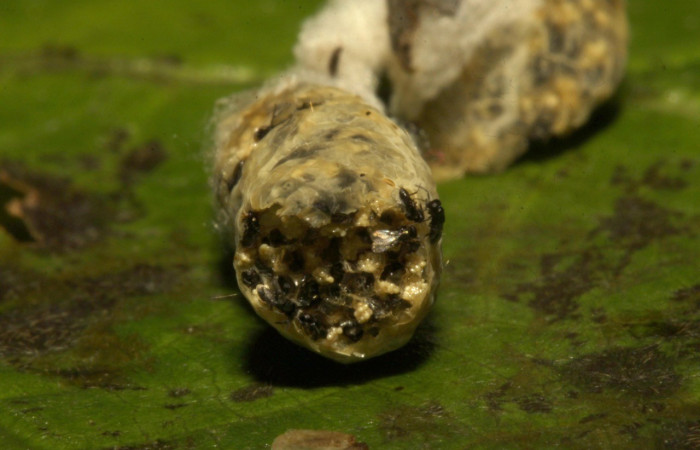 Figura 5. Avispas saliendo de sus pupaparios, <i>Copidosoma floridanum</i> de la familia (Encyrtidae), puestos en la larva <i>Argyrogramma verruca</i>. (16-SRNP-31068-DHJ735099.jpg).