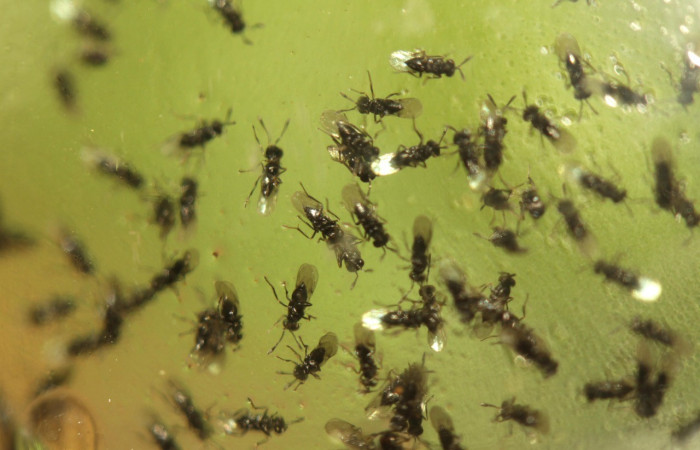 Figura 6. Avispas, <i>Copidosoma floridanum</i> de la familia (Encyrtidae), puestos en la larva <i>Argyrogramma verruca</i>. (16-SRNP-31067-DHJ735192.jpg).